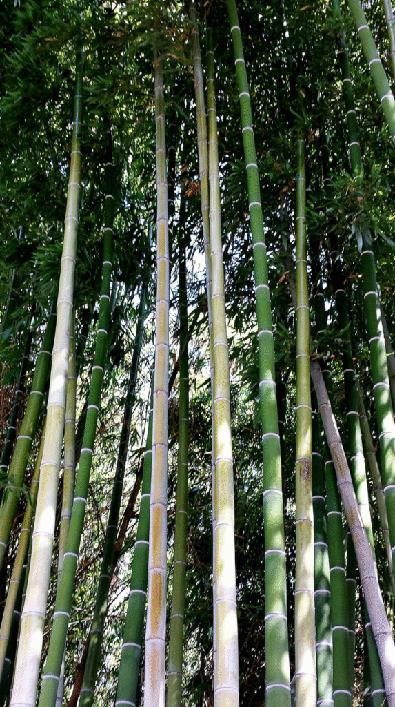 Tall clumping bamboo plants used as a natural backyard privacy solution.
