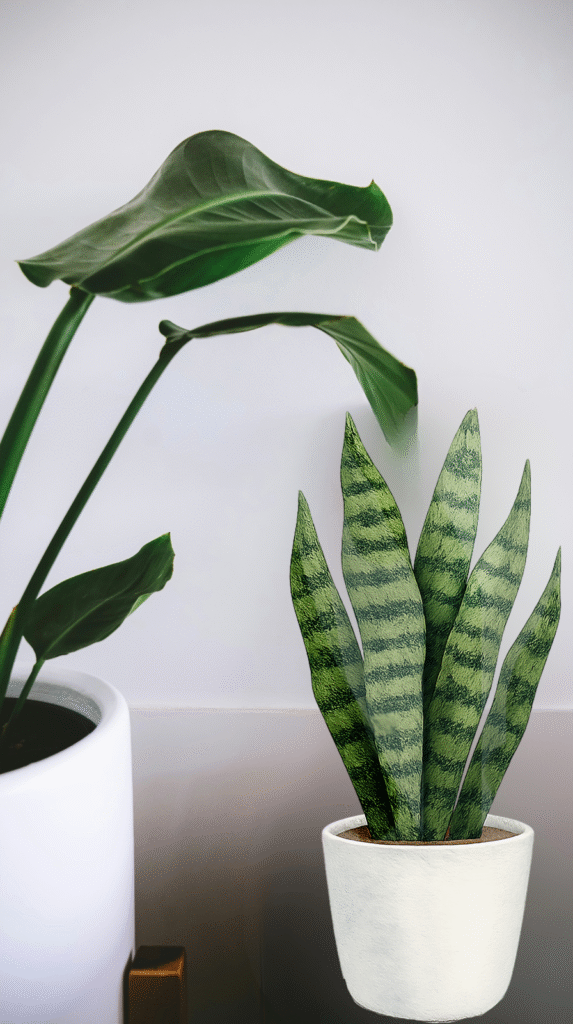 Large indoor plants and greenery, essential for a biophilic and anti-inflammatory home
