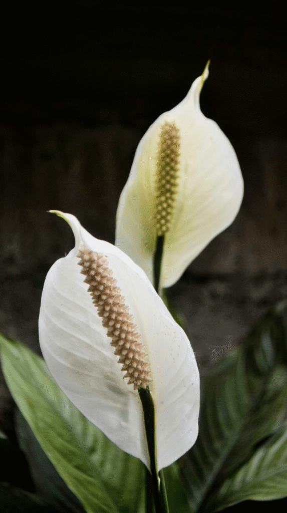 An elegant peace lily air-purifying plant with white flowers in a modern home.
