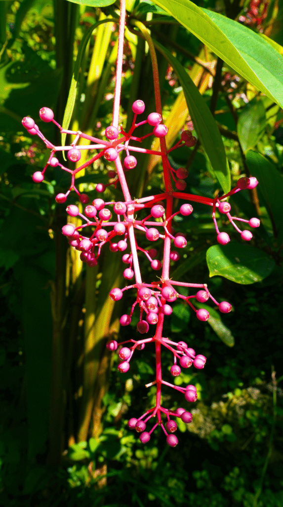 A moody burgundy rubber plant with glossy leaves for air-purification and decor.
