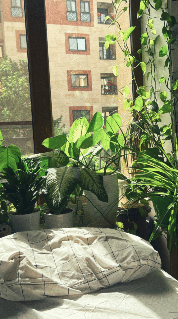 A tall snake plant in a ceramic pot, a top air-purifying plant for bedrooms.
